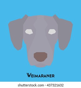 Isolated cute Weimaraner on a blue background