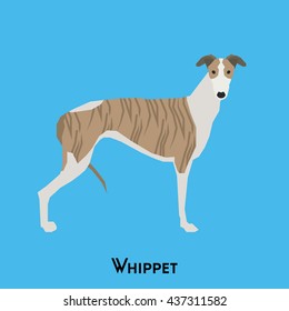 Isolated cute Whippet on a blue background