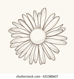 Isolated Daisy Chamomile Close Up Top View. Loves Me Loves Me Not Flower. Brown Outline On Beige Background.