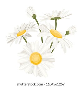 Isolated daisy chamomile close up view collection set. Loves me loves me not flower. Detailer realistic herbs wild flower medicine on white background. Vector design illustration reusable element.