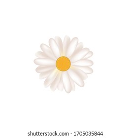 Isolated daisy flower. vector illustration