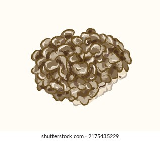 Isolated dark brown oyster mushroom in vector flat illustration art desgin