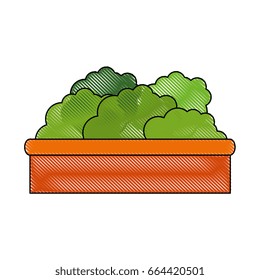 isolated decorative bush