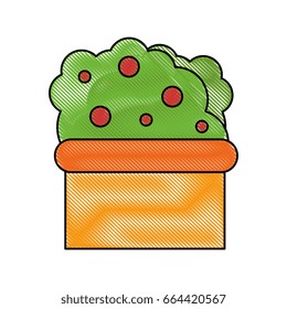 isolated decorative bush
