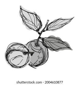 Diseño decorativo aislado, ilustración vectorial en blanco y negro de ciruelas y albaricoques. El diseño es perfecto para decoraciones, logos, pegatinas, insignias, colorantes, papelería, tarjetas.