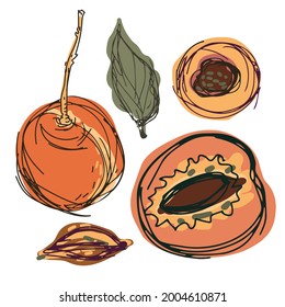 Diseño decorativo aislado colorido ilustrativo vectorial de melocotones y albaricoques alineados. El diseño es perfecto para decoraciones, logos, pegatinas, insignias, papelería, tarjetas.