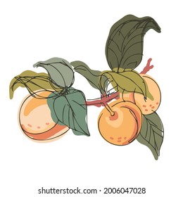 Isolated decorative design colorful vector illustration of lined peaches and apricots. The design is perfect for decorations, logos, stickers, badges, stationery, cards.