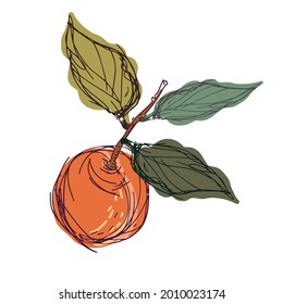 Isolated decorative design colorful vector illustration of lined peach. The design is perfect for decorations, logos, stickers, badges, stationery, cards.