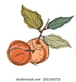Isolated decorative design colorful vector illustration of lined peach. The design is perfect for decorations, logos, stickers, badges, stationery, cards.