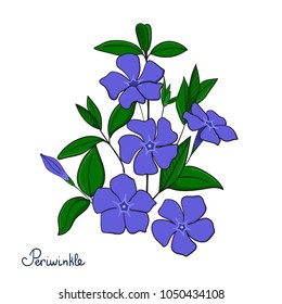 Isolated decorative element periwinkle bouquet. Blue flowers vinca.