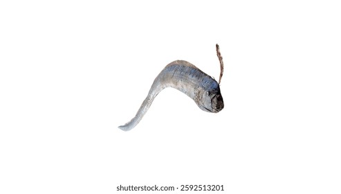 Isolated Deep-Sea Fish Specimen Against White Background. Giant Oarfish.