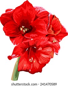 isolated detailed image of amaryllis flower on a stem in watercolor style 2