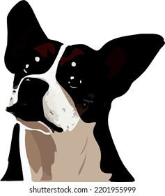 Isolated dog face on white background 