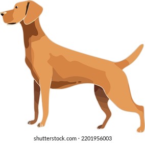 Isolated dog face on white background 