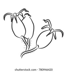 Isolated dog rose vector illustration. Healthy plant for tea for colds