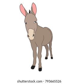 isolated donkey standing in front of white background