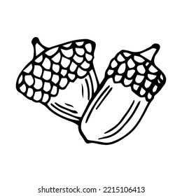 Isolated doodle acorn. Outline vector illustration of autumn acorn clip art