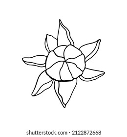 Isolated doodle bud peony in line art style on white background for beauty design and postcard decoration