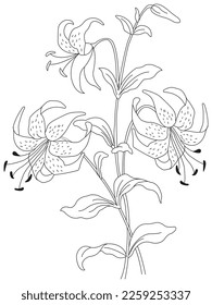 isolated, Doodle floral in black and white. Page for coloring book, interesting and relaxing art for children and adults.