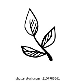 Isolated doodle vector sketch of branch isolated on white background.