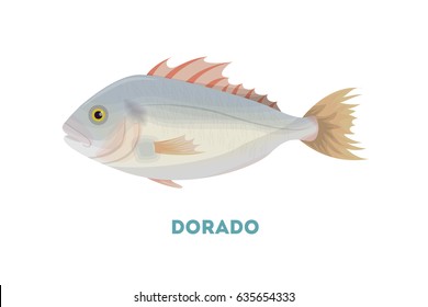 Isolated dorado fish on white background. Seafood.