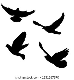 isolated, dove silhouette, flying flock of birds