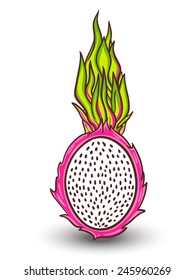 Isolated dragon fruit. Tropical vector illustration