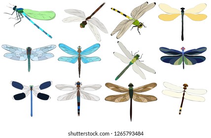 isolated, dragonfly flies, insect, set