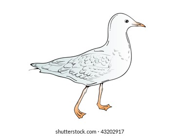 Isolated drawing bird.