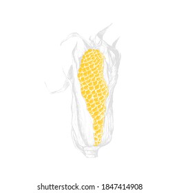 Isolated drawing sweet corn. Vector food in line style. Organic yellow healthyplant for design concept background. Vector illustration