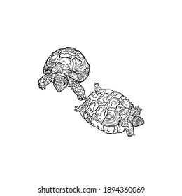 Isolated drawing of turtles set isolated on white background. Pets of turtles online for printing on a pet shop, blank for designers, logo, icon, coloring