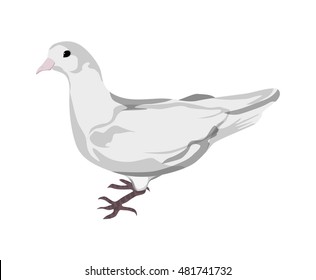 Isolated drawn dove. White pigeon symbol of love , piece and freedom. Beautiful creature for lovely art and decoration.