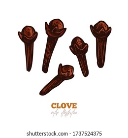 Isolated dry cloves on white. Vector spices and herbs illustration. Hand drawn etching sketch