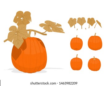 Isolated dry components  of pumpkins on transparent background
