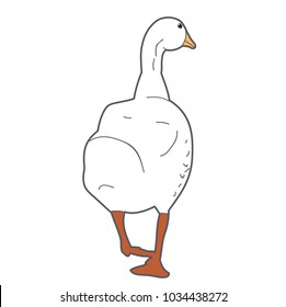  isolated, duck, on white background
