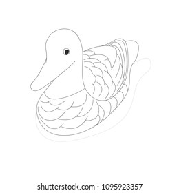 Isolated duck on white background with line shadow