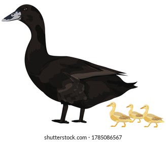 isolated duck on white background vector design