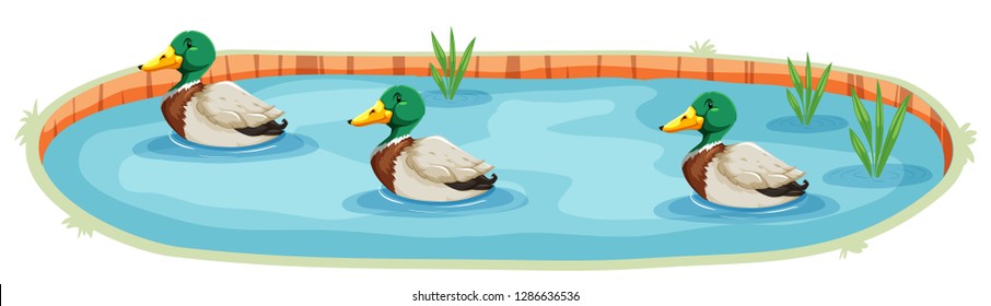 An isolated duck pond illustration