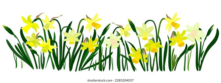 Isolated Easter blossom banner with daffodils.
Yellow blossom banner with daffodils and grass. Holiday decor elements on white for design card, banner, leaflet, poster etc. 