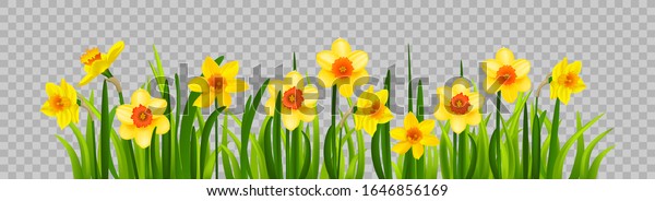 Isolated Easter\
blossom banner with\
daffodils
