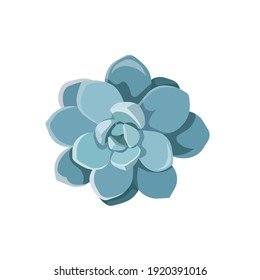 Isolated Echeveria Laui in Flat design style, oil painted succulent Stone Rose on white isolated background, vector Echeveria for prints, elements of interior decor in Indoor Plants and Gardening.