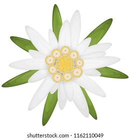 isolated edelweiss flower, symbol for german Oktoberfest and alps