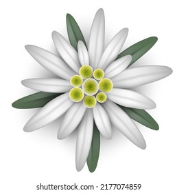 isolated edelweiss illustration vector. white flower