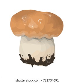 Isolated edible boletus on white background. Fresh and tasty mushroom.