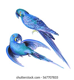 isolated editable vector parrot. set of two illustrations of Hyacinth macaw, Lear's macaw, parakeets.