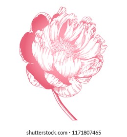 Isolated elegant pink peony. Ink outline drawing. Vector floral design element.