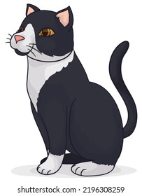 Isolated elegant tuxedo cat with black and white fur, seated over white background.