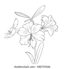 Isolated elegant white lily flowers with stem and leaves. Vector sketch outline drawing.