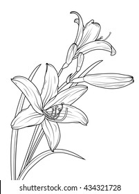 Isolated elegant white lily flowers with stem and leaves. Vector sketch outline drawing. Black and white.