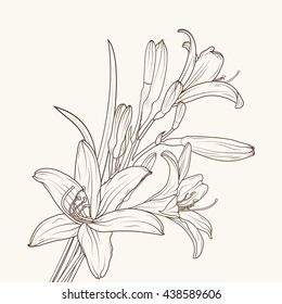 Isolated elegant white lily flowers with stem, leaves and prominent buds. Brown outline on beige background. Detailed sketch drawing. Vector design element.